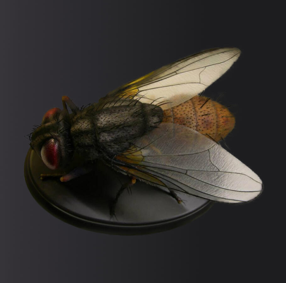Fly - Polymer Clay & mixed media