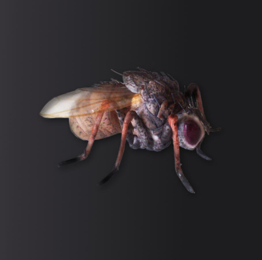 Fly - made of sugar - 4cm