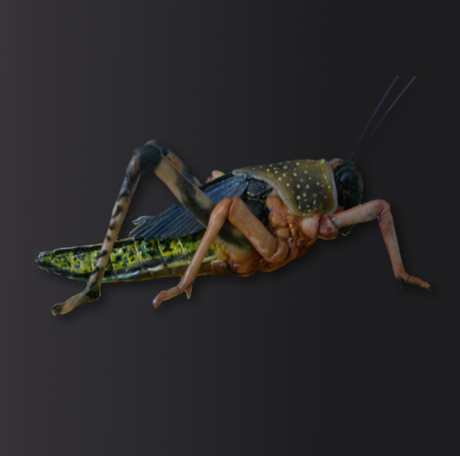 Locust - made of sugar - 5cm