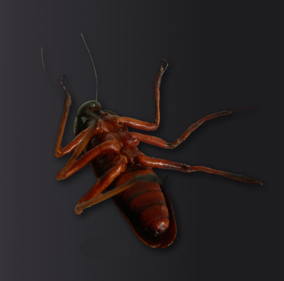 Locust - made of sugar - 5cm